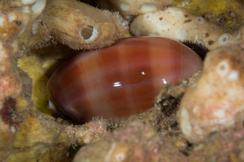 Lyncina propinqua observed 2016-09-24