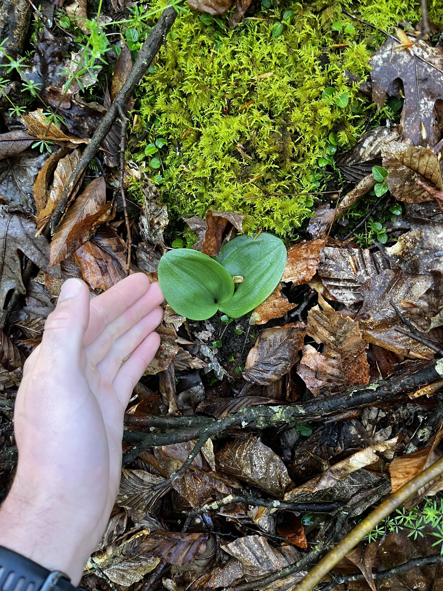 Imagem de Platanthera orbiculata não possui um nome popular amplamente reconhecido no Brasil