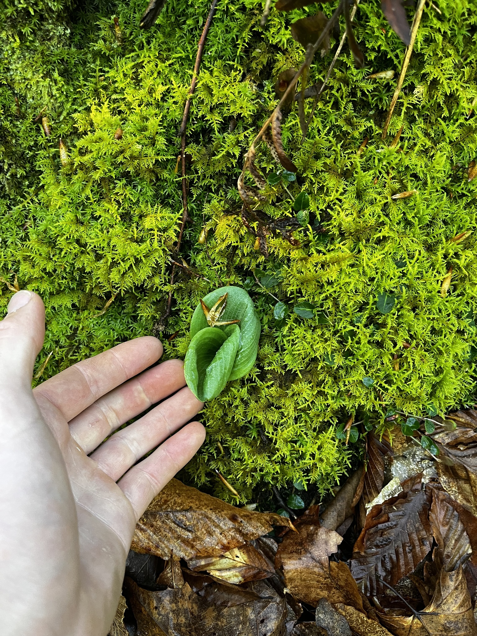 Imagem de Platanthera orbiculata não possui um nome popular amplamente reconhecido no Brasil