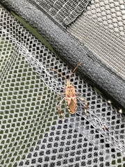 Leptoglossus occidentalis