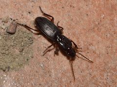 Stenomorphus californicus