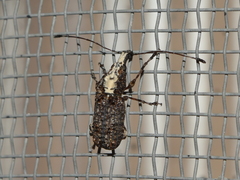 Meconemus impressicollis