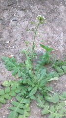 Capsella bursa-pastoris