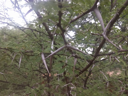 Vachellia horrida, photograph 3