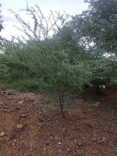 Vachellia horrida, photograph 2