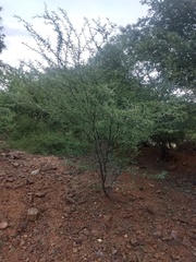 Vachellia horrida