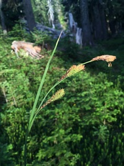 Carex spectabilis