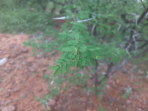 Vachellia horrida, photograph 4