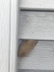 Dichagyris variabilis