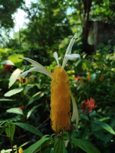 Image of Pachystachys lutea by (c) R K, some rights reserved (CC BY)