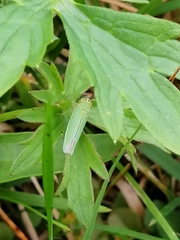 Cicadella