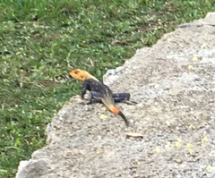 Agama picticauda image