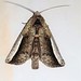 Hippia Moths - Photo (c) Gerry van Tonder, some rights reserved (CC BY), uploaded by Gerry van Tonder