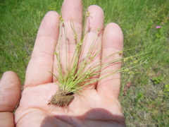 Cyperus subsquarrosus