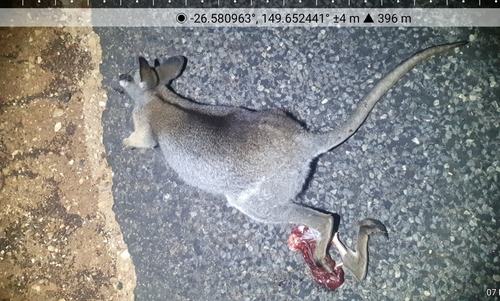 Black-striped Wallaby