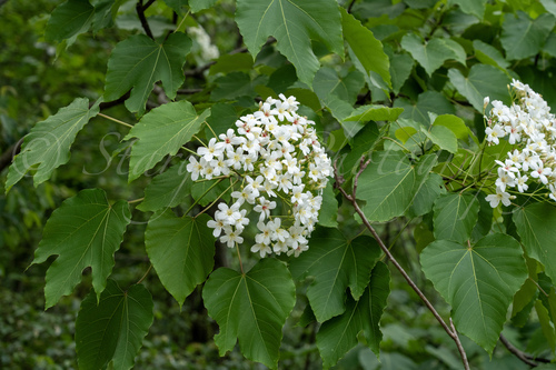 mu oil tree