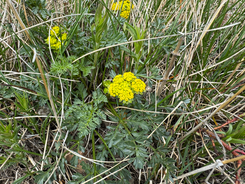 cous biscuitroot (Lomatium cous)
