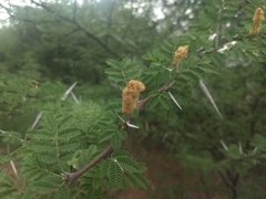 Vachellia horrida