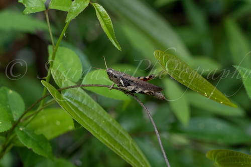 Xenocatantops brachycerus