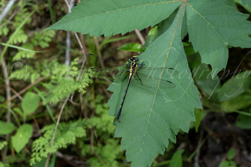 Fukienogomphus prometheus