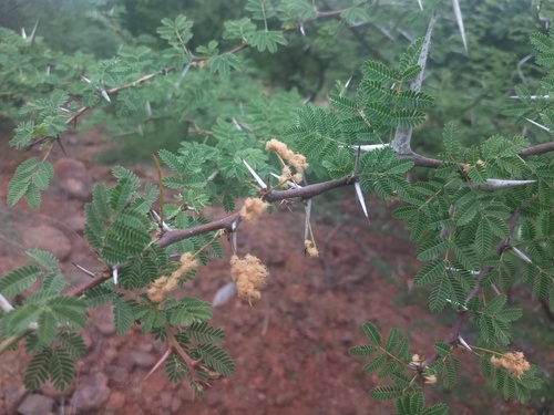 Vachellia horrida, photograph 5