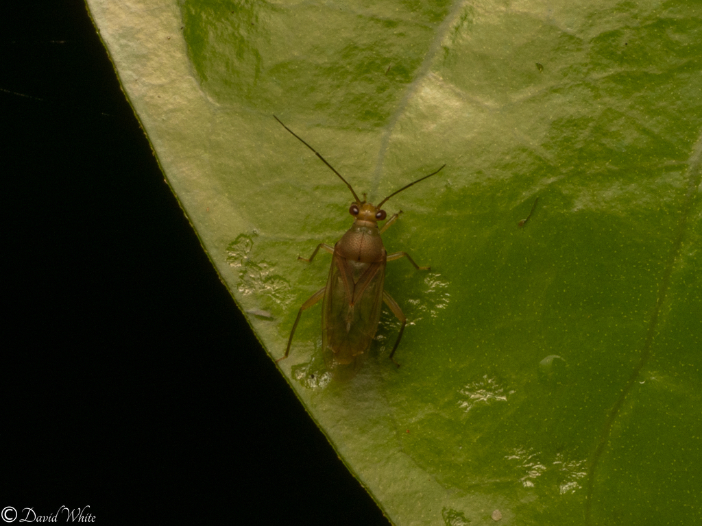 Austrohyaloma
