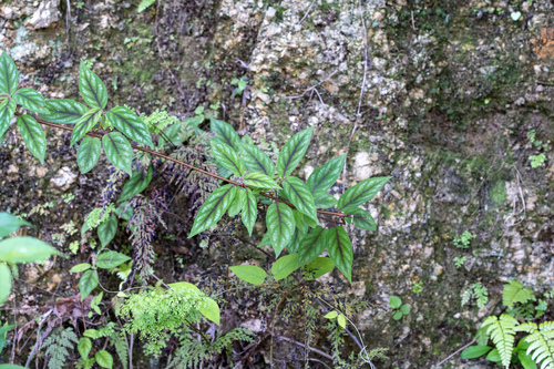 Actinidia lanceolata