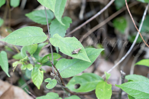 Traulia orientalis