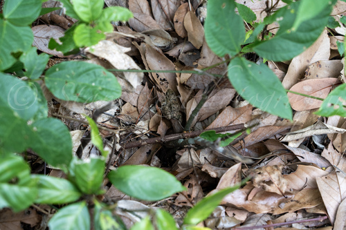 Rice field frog