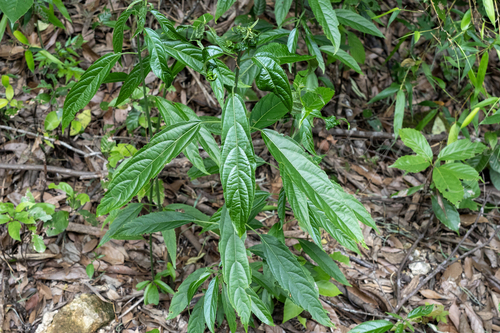 Mayflower Glorybower