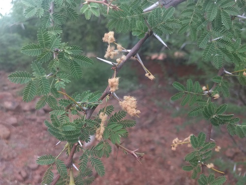 Vachellia horrida, photograph 6