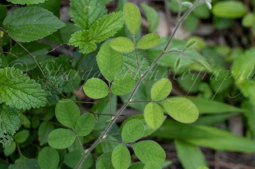 Lespedeza pilosa iNat (3)