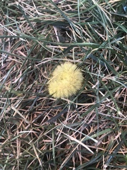Acronicta americana