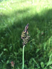 Carex spectabilis