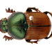 Bronze Dung Beetle - Photo (c) CSIRO, some rights reserved (CC BY)