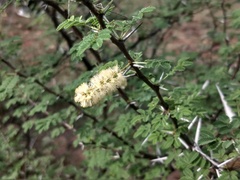 Vachellia horrida