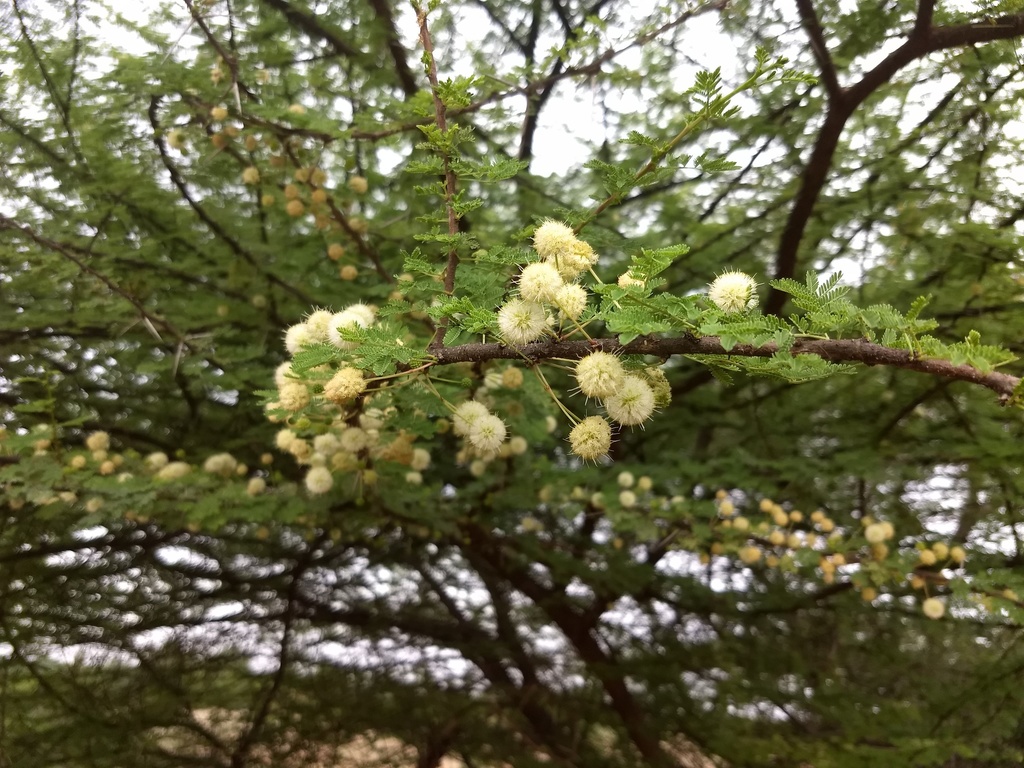 Indian Umbrella Thorn