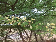 Vachellia planifrons