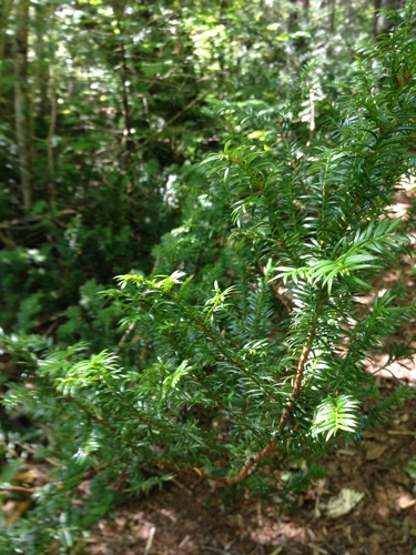 Canada yew