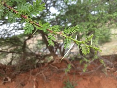 Vachellia planifrons