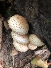Pholiota