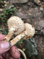 Pholiota