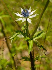 Eryngium carlinae