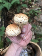 Pholiota