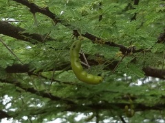 Vachellia planifrons