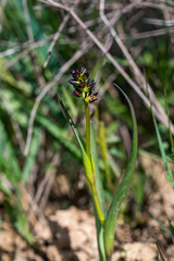 Wurmbea spicata