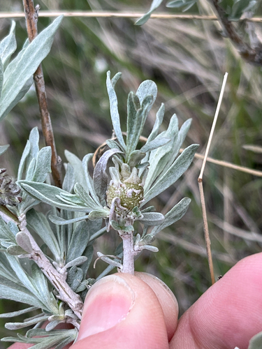 Unknown species found near Sheridan, WY, US