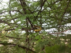 Vachellia planifrons