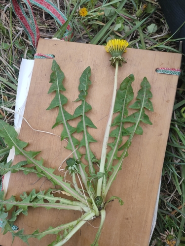 large-flowered dandelion (Taraxacum macranthoides)