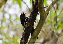 Amblycercus holosericeus